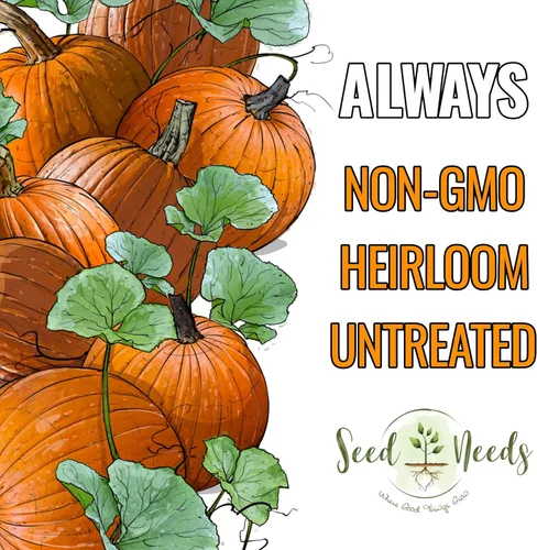 Miniatura 5 de Seed Needs Connecticut - Semillas de calabaza de campo para plantar 1 onza Cucurbita Pepo Heirloom semillas vegetales sin OGM Calabaza favorita