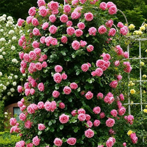 Miniatura 2 de Más de 120 semillas de rosas de colores para plantar, semillas de plantas tradicionales no transgénicas, atraen abejas y mariposas