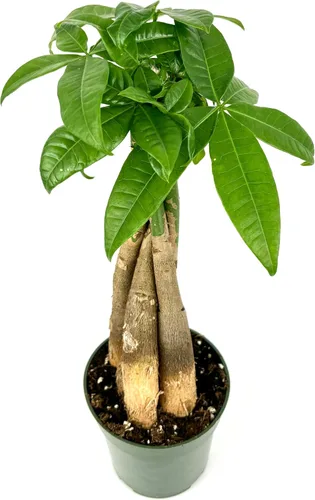 Árbol del dinero trenzado Pachira Aquatica Live House Plant Feng Shui, maceta de 4 pulgadas