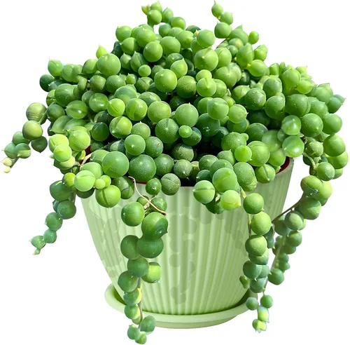 Cadena de perlas de 4 pulgadas con maceta de rayas verdes, planta suculenta viva para el hogar, oficina, boda, decoración colgante, proyectos de