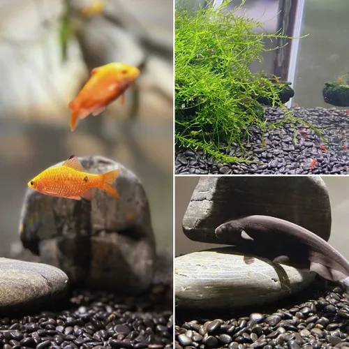 Miniatura 4 de Rocas de río negras pulidas naturales de 1-2.2 pulgadas, guijarros negros pulidos de 20 libras para paisajismo de jardín. Rocas decorativas de río