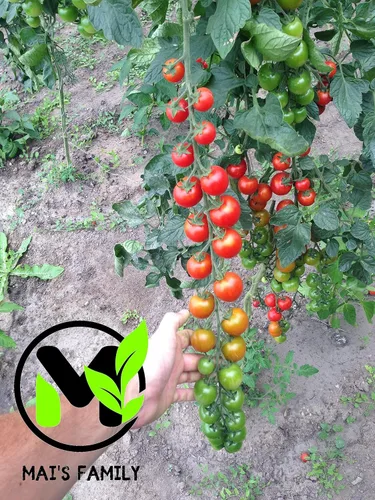 Miniatura 3 de Tomate Cherry - SUPERSWEET 100-100 Semillas - Orgánico [Familia Mai]