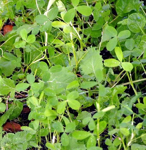Miniatura 9 de Whitetail Institute Vision Deer Food - Semillas de parcela para plantar en otoño, mezcla perenne de trébol, achicoria y col rizada para atraer