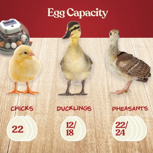 Miniatura 7 de Incubadora de huevos Harris Farms Nurture Right para incubar pollitos, con capacidad para 12-22 huevos, con volteador automático y control