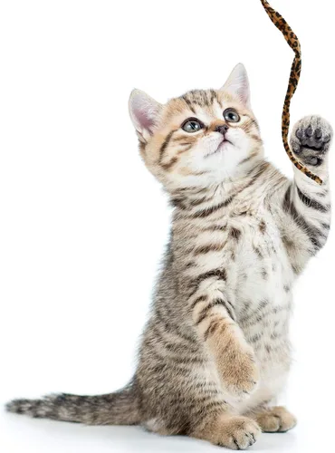 Miniatura 7 de Sumind 3 piezas de varita de gato de la selva para gato, teaser encantador, juguetes interactivos divertidos varita gatito juguete, 3 estilos