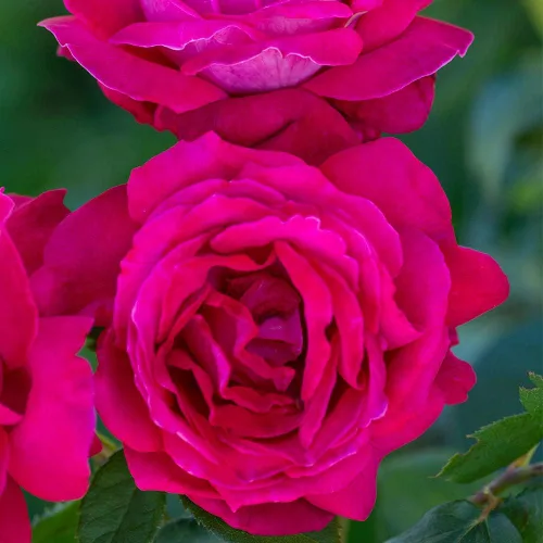 Rosas Heirloom Grandiflora, planta de raíz propia viva para jardín al aire libre, Sweet Spirit™, excepcionalmente fragantes, zonas de rusticidad: