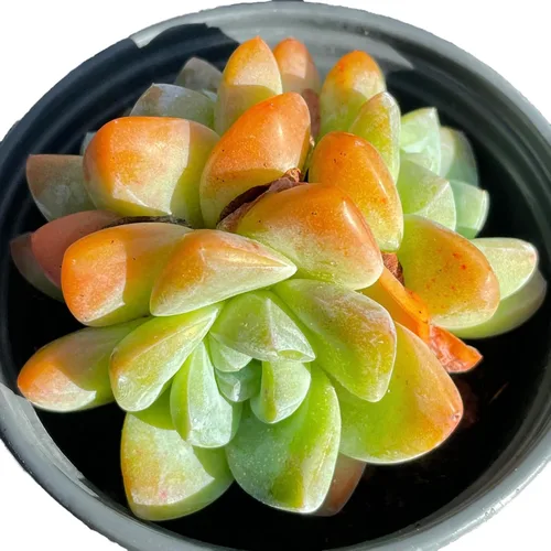 Miniatura 11 de Echeveria Agavoides Romeo - Plantas suculentas vivas raras, planta roja de 1 cabeza de 2.7 pulgadas, raíz desnuda sin tierra para maceta, escritorio