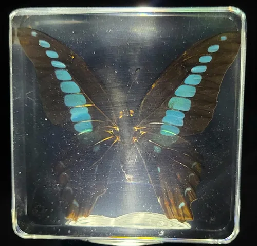 Miniatura 4 de Mariposa Bluebottle real de 2.9 pulgadas en resina de Lucite transparente, grafio, sarpedón, colección de manualidades para biología, ciencias