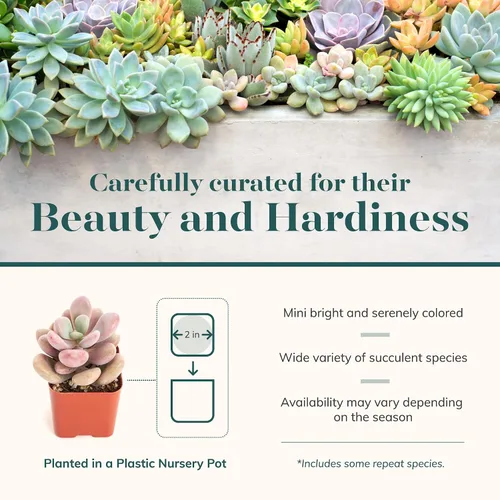 Miniatura 4 de Shop Succulents Colección Soft Hue Surtido de plantas suculentas de interior seleccionadas a mano, totalmente arraigadas en tono pastel, paquete