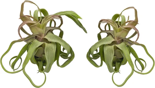 Miniatura 7 de ragnaroc Plantas de aire vivo – Tillandsia Curly Slim Jumbo – 1 unidad de 5 a 9 pulgadas – Ideal para regalos y regalos, plantas de interior vivas