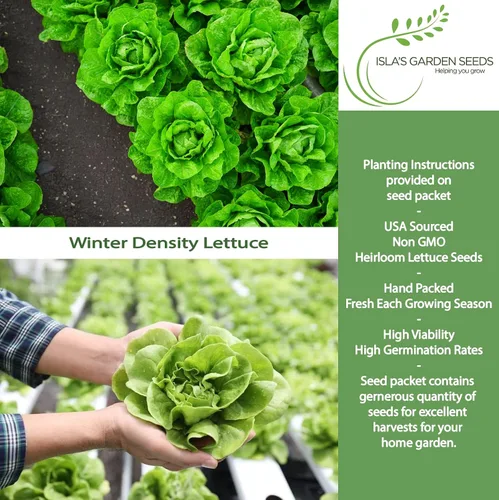 Miniatura 2 de Semillas de lechuga de densidad invernal para plantar, más de 1000 semillas tradicionales por paquete, semillas de jardín de Isla