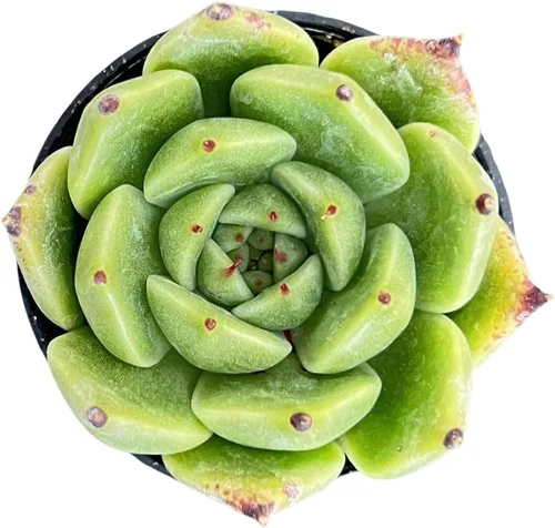 Sprout N Green Echeveria Agavoides - Planta suculenta viva de Halloween, totalmente enraizada en maceta de 2 pulgadas con tierra, decoración de boda