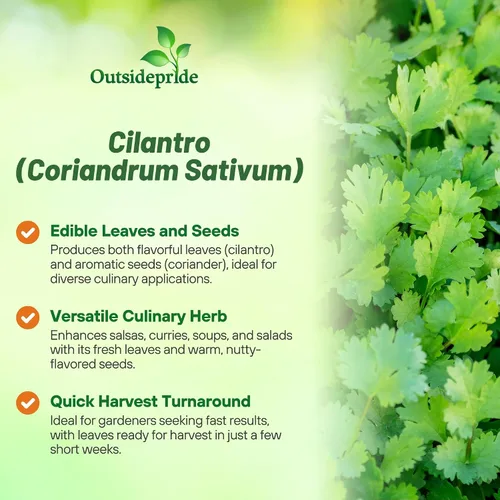 Miniatura 3 de Outsidepride Semillas anuales de jardín de hierbas de cilantro cilantro para microverdes, brotes y cocina de 1 oz