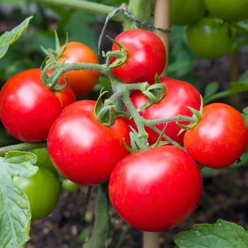 Miniatura 2 de TomorrowSeeds - Semillas de tomate Moneymaker Vine - Más de 100 unidades - para plantar tomates indeterminados 2025 Cordon sin OMG EE. UU. Frutas
