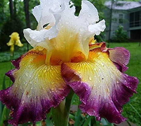 Bonito iris barbudo, iris alemán que reflorece, mezcla de colores, raíz fresca, rizoma, planta, fácil de cultivar