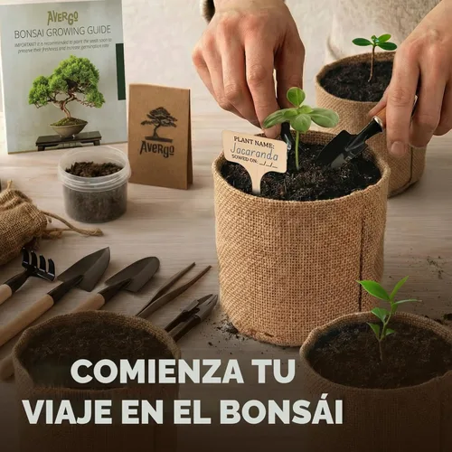 Miniatura 8 de AVERGO Kit de árbol bonsái clásico, 5 árboles bonzai japoneses únicos Kits completos de inicio de bonsái de interior para árboles en crecimiento