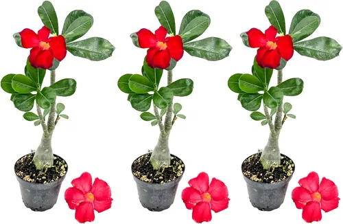 Miniatura 7 de ragnaroc Suculentas vivas – Rosa del desierto Adenium Obesum 15-25 cm de altura en maceta de 10 cm - 1 unidad - El color al florecer puede ser rosa