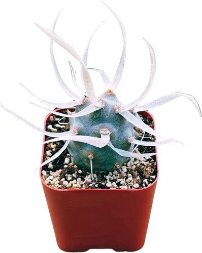 Miniatura 16 de Suculentas plantas vivas de 2 pulgadas, Planta rosario variegada, minisuculentas, plantas de interior de fácil cuidado enraizadas en mezcla
