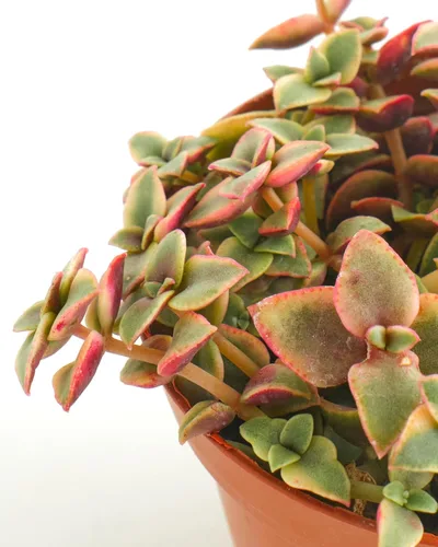 Miniatura 2 de Tienda de Suculentas Gato Calicó Colgante, Crassula Pellucida Variegata, Planta Suculenta Viva Totalmente Enraizada de 10 cm, Planta