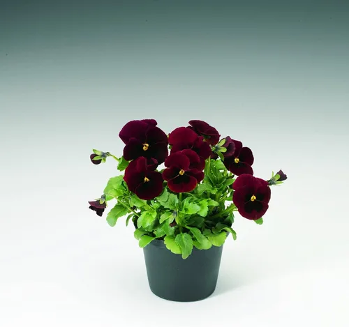 Miniatura 5 de Semillas de Viola Arkwright Ruby Viola Cornuta Pansies Red 40+ Semillas para plantar Planta de Floración Larga