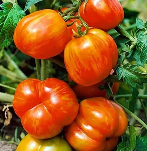 Miniatura 2 de Más de 30 semillas gigantes de tomate Mr. Stripey de 1-2 libras, sin OMG, bajas en ácido, indeterminadas, polinizadas abiertas, sabor rico