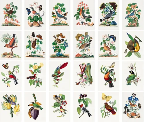Miniatura 2 de Calcomanías grandes, 24 piezas (2.5 x 3.5 pulgadas cada una) pájaros, mariposas y flores, libro botánico antiguo, ilustración, postales vintage, Ocho