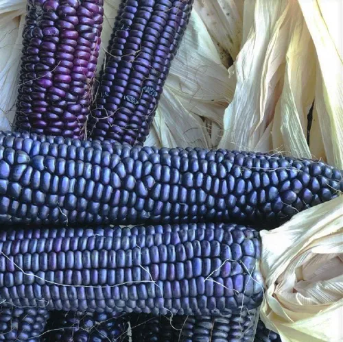 Maíz, HOPI azul, reliquia, 50 semillas, ideal para hacer harina de maíz azul