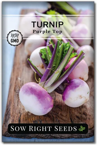 Sow Right Seeds - Semillas de nabo con forma de globo blanco Purple Top para plantar - Paquete de reliquia sin OMG con instrucciones para plantar un