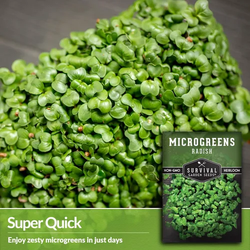 Miniatura 3 de 1 paquete de semillas de rábano para plantar y cultivar – Planta microvegetales de hoja verde en interiores – Cultiva tu propio mini jardín