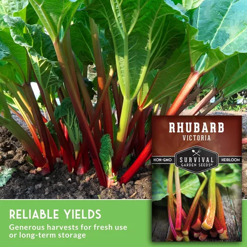 Miniatura 5 de Victoria - Semillas de ruibarbo para plantar, vegetal perenne tradicional con tallos rojos agrios, plantas resistentes al frío para jardines