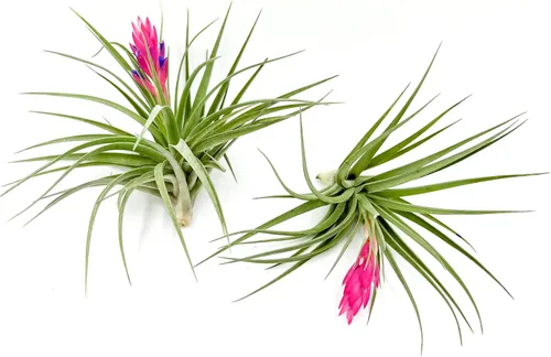Miniatura 15 de ragnaroc Air Plants - Tillandsia Caput Medusae Floreciente, Grande 5-7" - 1ct - Llegada Viva Garantizada - Plantas de Casa para Decoración del Hogar