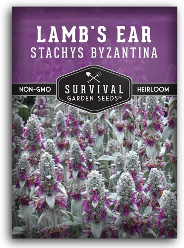 Semillas de oreja de cordero para plantar, 1 paquete con instrucciones para plantar y cultivar plantas de orejas de cordero, betonía lanuda,