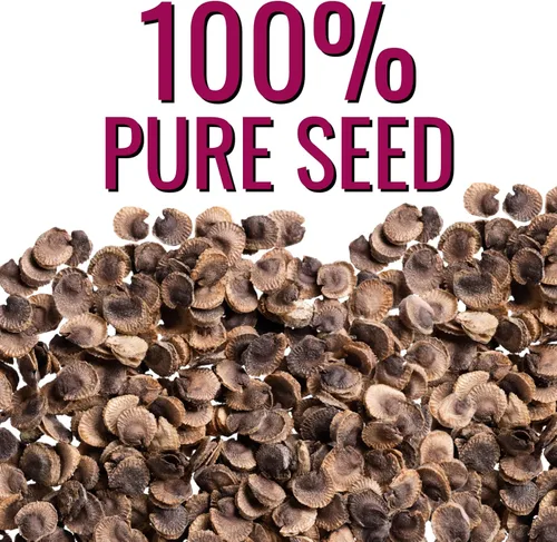 Miniatura 8 de Seed Needs Hollyhock Seeds - Carnaval mixto Más de 1,000 semillas de flores tradicionales Alcea rosea Mezcla bienal de flores silvestres que
