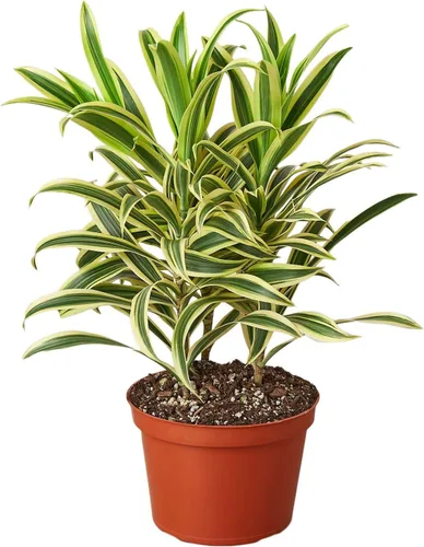 Miniatura 26 de Planta de serpiente Laurentii Sansevieria Trifasciata Planta viva para interior Diferentes plantas de interior en maceta de 4 y 6 pulgadas