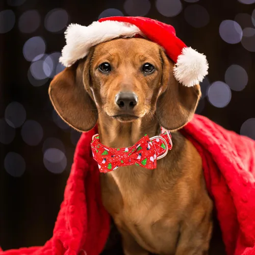 Miniatura 6 de Collar de perro con lazo, collares de Navidad con lazo desmontable y hebilla de metal, collar ajustable, regalo para perros pequeños, medianos
