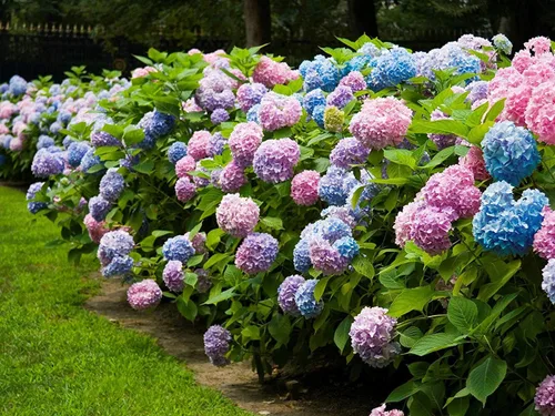Miniatura 2 de Endless Summer, hortensia