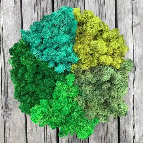 Miniatura 26 de Musgo de Reno Preservado Verde Natural Kit de Bricolaje Arte de Jardinería Decoración de Pared Decoración de Floristería Decoración de Mesa