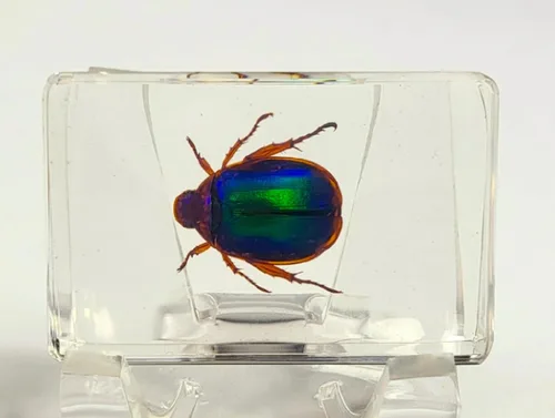 Miniatura 28 de 44mm Hormiga gigante tropical real en resina de lucita transparente cristalina, espécimen preservado Pseudoneoponera Rufipes, taxidermia