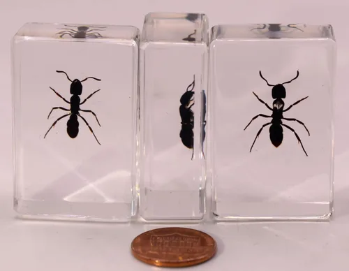 Miniatura 7 de 44mm Hormiga gigante tropical real en resina de lucita transparente cristalina, espécimen preservado Pseudoneoponera Rufipes, taxidermia