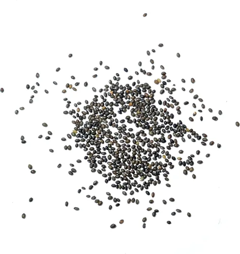 Miniatura 6 de Seed Needs Semillas saladas de verano para plantar hierbas tradicionales sin OMG, 1 paquete