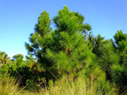 Miniatura 5 de Slash Pine Tree Semillas Premium Pinus elliottii Plants' (Premium Seeds, 20)