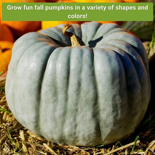 Miniatura 4 de Sow Right Seeds - Colección decorativa de semillas de calabaza para plantar - Jarrahdale, Galeux d'Eysines y calabazas de lujo de invierno