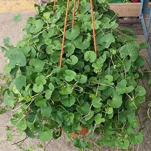 Miniatura 3 de 100 semillas de centella asiática, semillas indias de Pennywort Gotu Kola