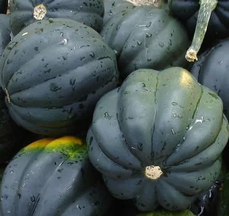 Semillas de calabaza - Mesa Queen Bellota - Reliquia - Más de 40 semillas