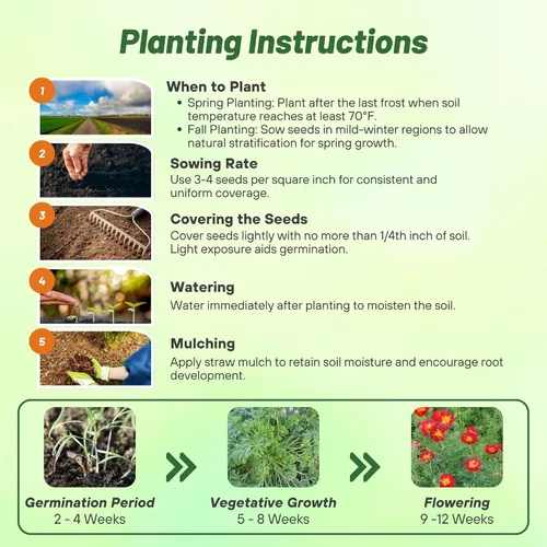Miniatura 4 de Outsidepride Semillas de amapola de remolino de cereza de California para plantar, 100 piezas anuales, tolerantes a la sequía y fáciles de cultivar