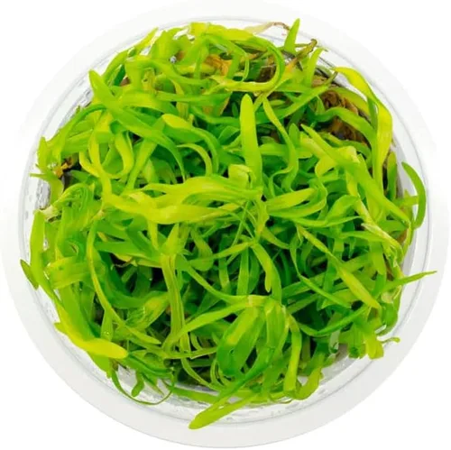 Miniatura 15 de Planta viva SubstrateSource - Hierba enana Eleocharis Belem cultivada en tejidos acuáticos para acuario - 100% libre de caracoles en copa in vitro