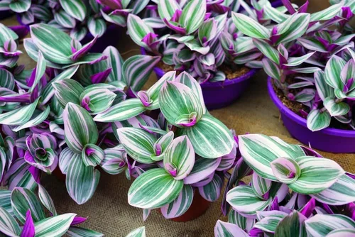 5 esquejes Tradescantia Spiderwort para cultivar: judío errante variagado morado y verde fácil de cultivar