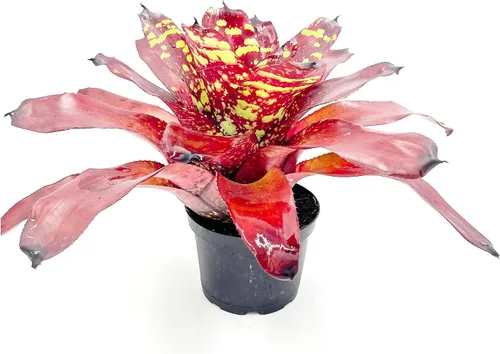 Miniatura 8 de ragnaroc Plantas Vivas – Bromelia Neoregelia Dragon, 8-12" en Maceta de 6" - 1ct - Llegada Viva Garantizada - Plantas de Casa para Decoración