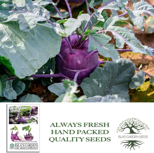 Miniatura 4 de Purple Vienna Semillas de colinabo (Brassica oleracea var. gongylodes) – Más de 300 semillas de reliquia sin OMG de Isla's Garden Seeds, bulbos
