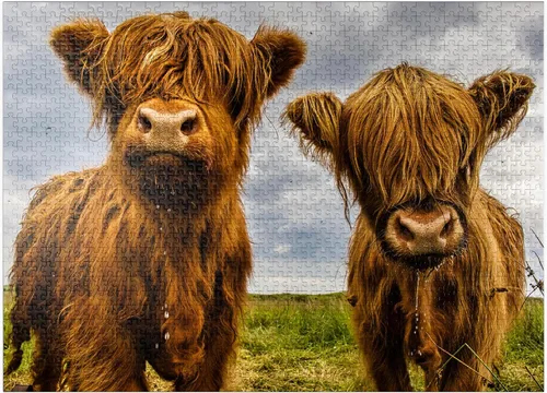 Miniatura 9 de MyPuzzle Two Highland Cows - Rompecabezas prémium de 100 piezas para adultos